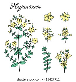 Hypericum, St. John's wort or Hartheu branch flower vector sketch hand drawn healing plant isolated on white background, Tutsan herbs, Collection meadow for card, packaging cosmetic, herbal tea