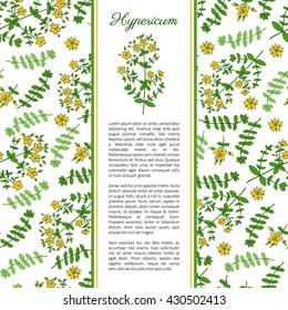 Hypericum, St. John's wort or Hartheu branch vector sketch hand drawn healing herb isolated on white, Tutsan herbs, Seamless vector pattern, Collection herb for card, package cosmetic, medicine, tea