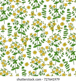Hypericum, St. John's wort or Hartheu branch vector sketch hand drawn healing herb isolated on white, Tutsan herbs, Seamless vector pattern, Collection herb for card, package cosmetics, medicine, tea