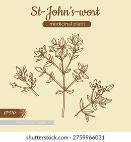 Hypericum or St. John’s wort, medicinal plant, sketch of stem with leaves and flowers. Vector illustration