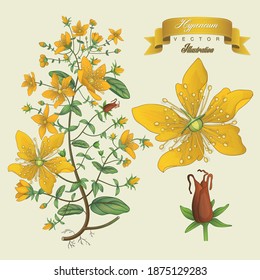 Ilustraciones vintage de vectores médicos con dibujos a mano de Hypericum. Farmacéutica, planta botánica de hipericum extraída a mano. Flor vectorial retro hipericum. 