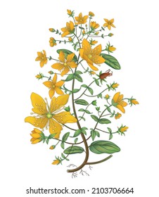 Ilustraciones vintage de vectores médicos con dibujos a mano de Hypericum. Farmacéutico, perforatum botánico, extraído a mano. Flor vectorial retro hipericum. floración vectorial dibujada a mano.