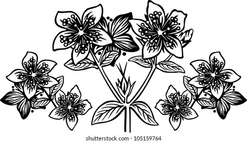 Hypericum2 engrawing picture. Vector illustration