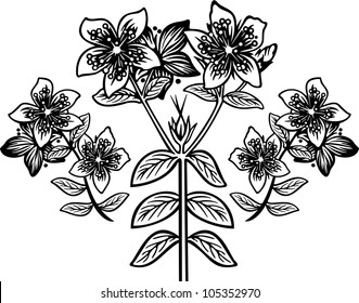 Hypericum3 engraving picture. Vector illustration