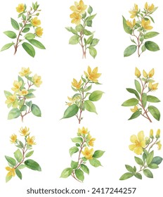 Hypericum.Watercolor set of flowers and leaves isolated on white background