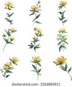 Hypericum.Watercolor set of St. John's wort flowers isolated on white background