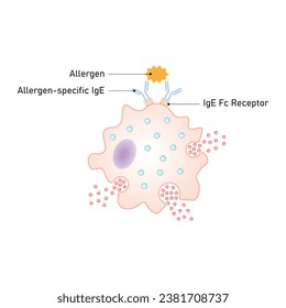 Hypersensitivity Reaction Scientific Design. Vector Illustration.	