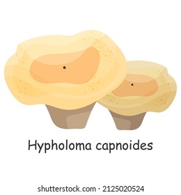Hypholoma capnoides. Mushroom. Isolated on white background. Forest. For your design.
