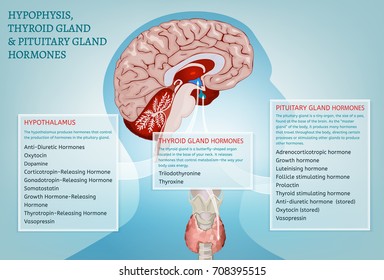 Hypophysis, pituitary and thyroid gland hormones infographic image. Detailed anatomy of the human brain cross section. Vector illustration in bright colours on a light blue background.