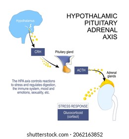 hypothalamic pituitary adrenal axis. HPA axis controls reactions to stress and regulates digestion, the immune system, mood. hormones of Hypothalamus, pituitary and adrenal gland. Vector poster