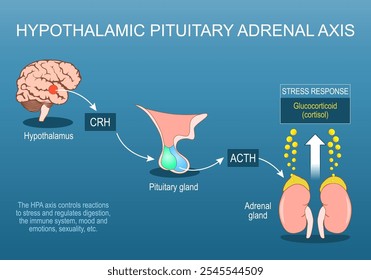 Eixo suprarrenal hipotalâmico-hipofisário. Eixo HPA. Resposta ao stress. Luta ou fuga. Sistema nervoso simpático. Estresse crônico. Sistema neuroendócrino. Vetor