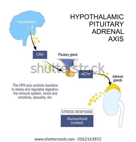 hypothalamic pituitary adrenal axis. HPA axis controls reactions to stress and regulates digestion, the immune system, mood. hormones of Hypothalamus, pituitary and adrenal gland. Vector poster