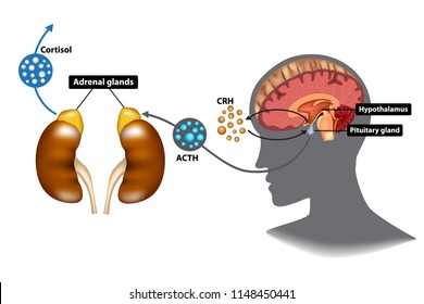 Hypothalamic pituitary adrenal (HPA) axis - the stress response system