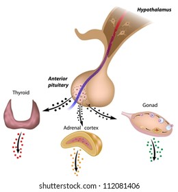 The hypothalamic pituitary axes