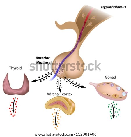 The hypothalamic pituitary axes