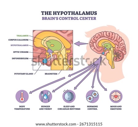 Hypothalamus as brains control center is shown with labeled regions, arrows, and icons for body functions. Outline diagram