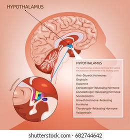 Hypothalamus infographic image. Detailed anatomy of the human brain cross section. Vector illustration in bright colours on a light pink background.  