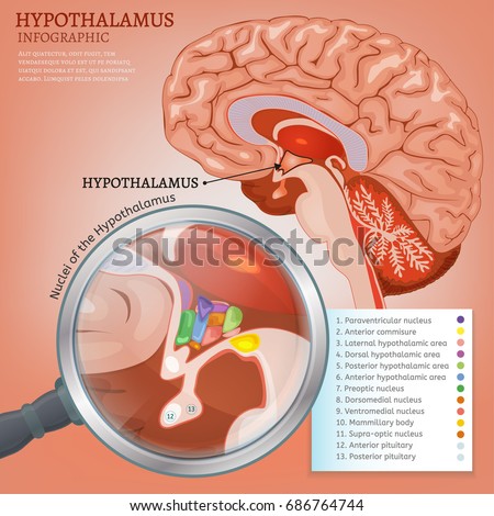 Hypothalamus infographic image. Detailed anatomy of the human brain cross section. Vector illustration in bright colours on a light pink background.  