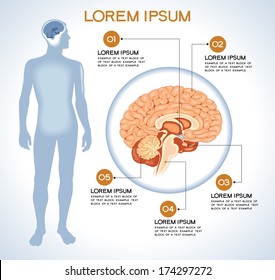 Hypothalamus. Modern medical infographics. Internal organs in a human body. Anatomy of people