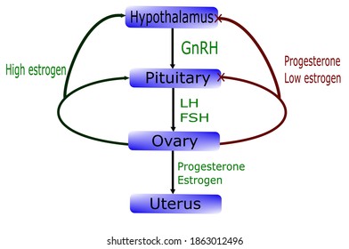 Hypothalamus, pituitary and ovary gonadal exits. Hormonal regulation for menstrual cycle. 