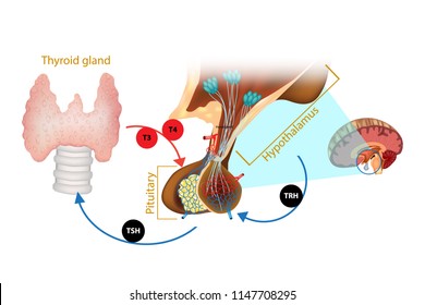 Hypothalamus Pituitary Thyroid Hormone. The system of the thyroid hormone