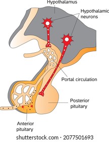 Hypothalamus Pituitary Thyroid Hormone. The system of the thyroid hormone
