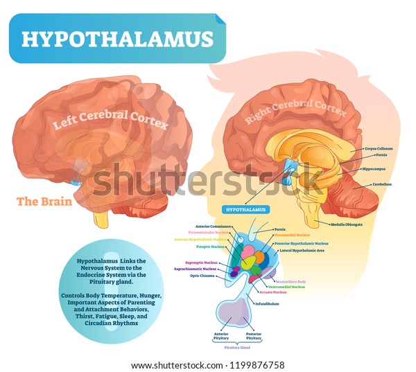 Hypothalamus vector illustration.\
Labeled diagram with brain part structure. Isolated closeup with\
pituitary gland parts. Scheme with nucleus, chiasma, and\
nerves.