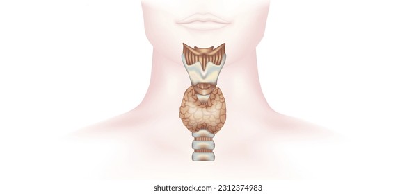 hypothyroidism vs hyperthyroidism. healthy and unhealthy thyroid test. Thyroid tumour and inflammation treatment. Parathyroid glands. neck pain and sore. Throat cancer and esophagus. Goitre problem. 