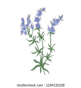 Hyssop flowers or inflorescences isolated on white background. Detailed drawing of wild aromatic perennial herbaceous plant used in culinary as spice. Colorful realistic natural vector illustration.