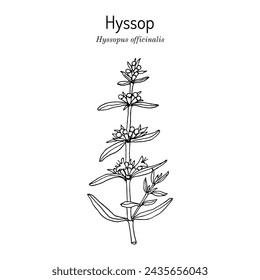 Hyssop (Hyssopus officinalis), edible and medicinal plant. Hand drawn botanical vector illustration