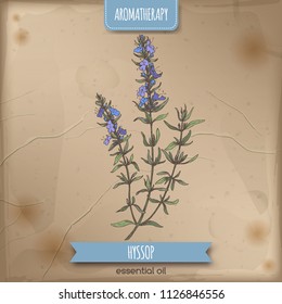 Hyssopus officinalis aka hyssop branch color sketch on vintage background. Aromatherapy series. Great for traditional medicine, perfume design, cooking or gardening.