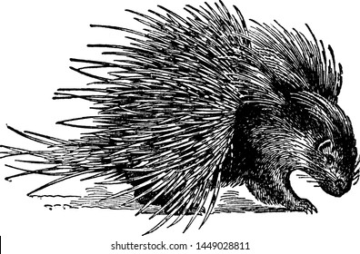 Hystrix Crystata Porcupine, Vintage Illustration.