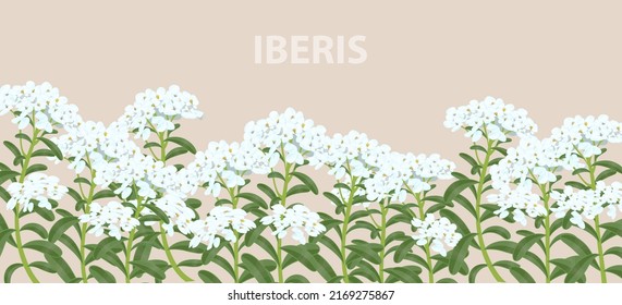 Iberis flowers on a horizontal realistic banner for print and design. Vector illustration.