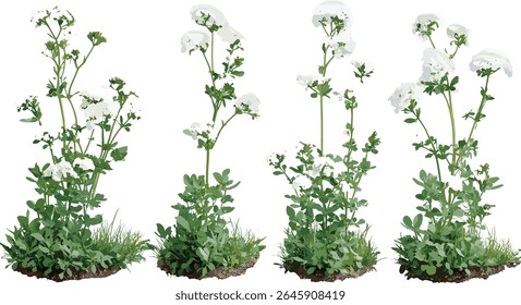 Iberis sempervirens isolado, planta sempre verde candytuft, arbusto florido perene, clipart botânico, verde jardim, projeto paisagístico, ilustração vetorial, flor de primavera.