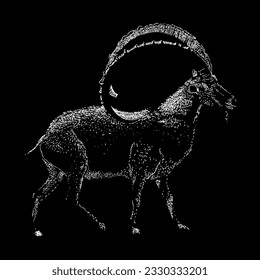 ibex hand drawing vector isolated on black background.