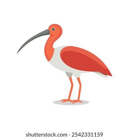 
Ibis animal isolated flat vector illustration on white background.