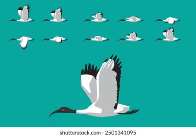 Ibis Australian White Bird Animal Animation Sequence Flying Cartoon Vector