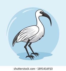 Ibis Bird Cartoon Animals Illustrations