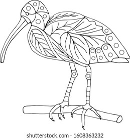 
Ibis bird coloring page side view for painting vector illustration

