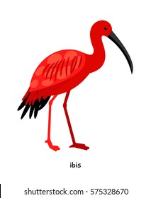 Ibis -  bird with  long, thin, curved beak