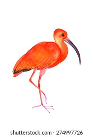 Ibis bird on the white background.  Watercolor illustration. 