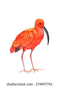 Ibis bird on the white background.  Watercolor illustration. 