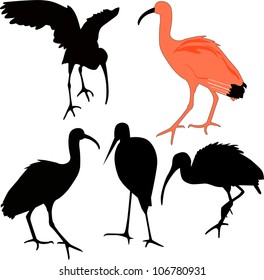 Ibis Bird Silhouettes