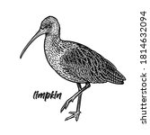 Ibis. Limpkin bird. Vintage engraving style. Vector art illustration. Black graphic isolate on white background. Object of wildlife. Hand drawing. Sketch.