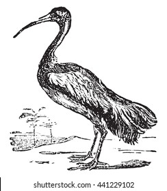 Ibis or Threskiornis spp. From Domestic Life, vintage engraving, 1880.
