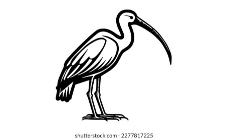 Ibis vector black line illustration isolated white. Sketch art