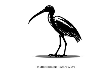 Ibis vector black line illustration isolated white. Sketch art