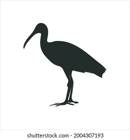 Ibis Vector Silhouette isolated on white background