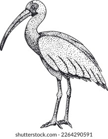 Ibis. Vector sketch of hand drawn bird.