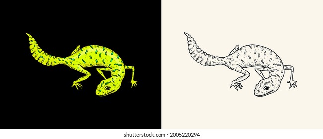 Ibiza wall lizard, common leopard or spotted fat-tailed gecko, exotic reptiles. Wild animals in nature. Engraved hand drawn.